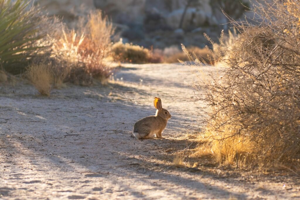 Chuck's Cabin Grounds with Bunny